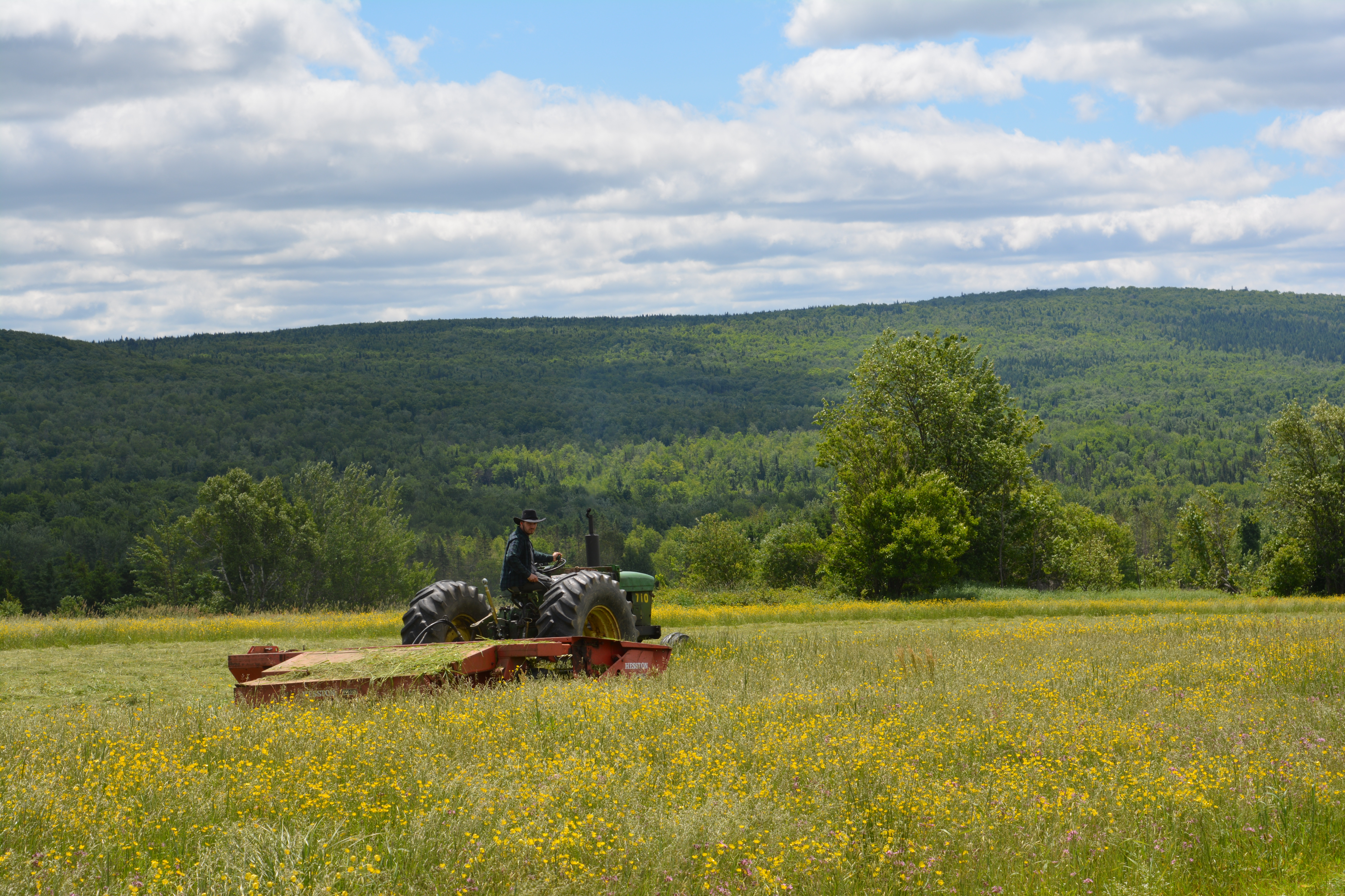 Co-propriétaire conduisant un tracteur dans le champ de foin