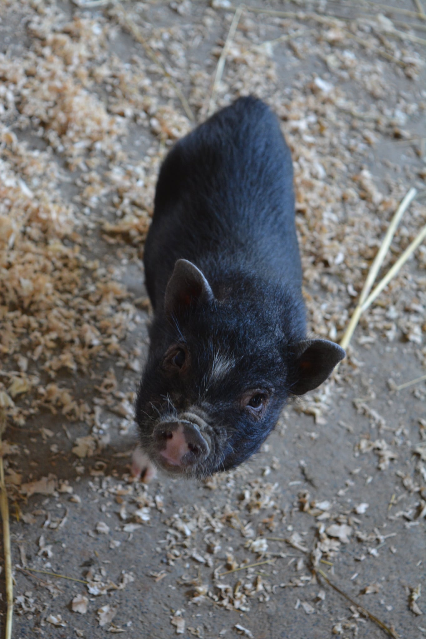 Bean le micro cochon qui attend des gratouilles et de la nourriture