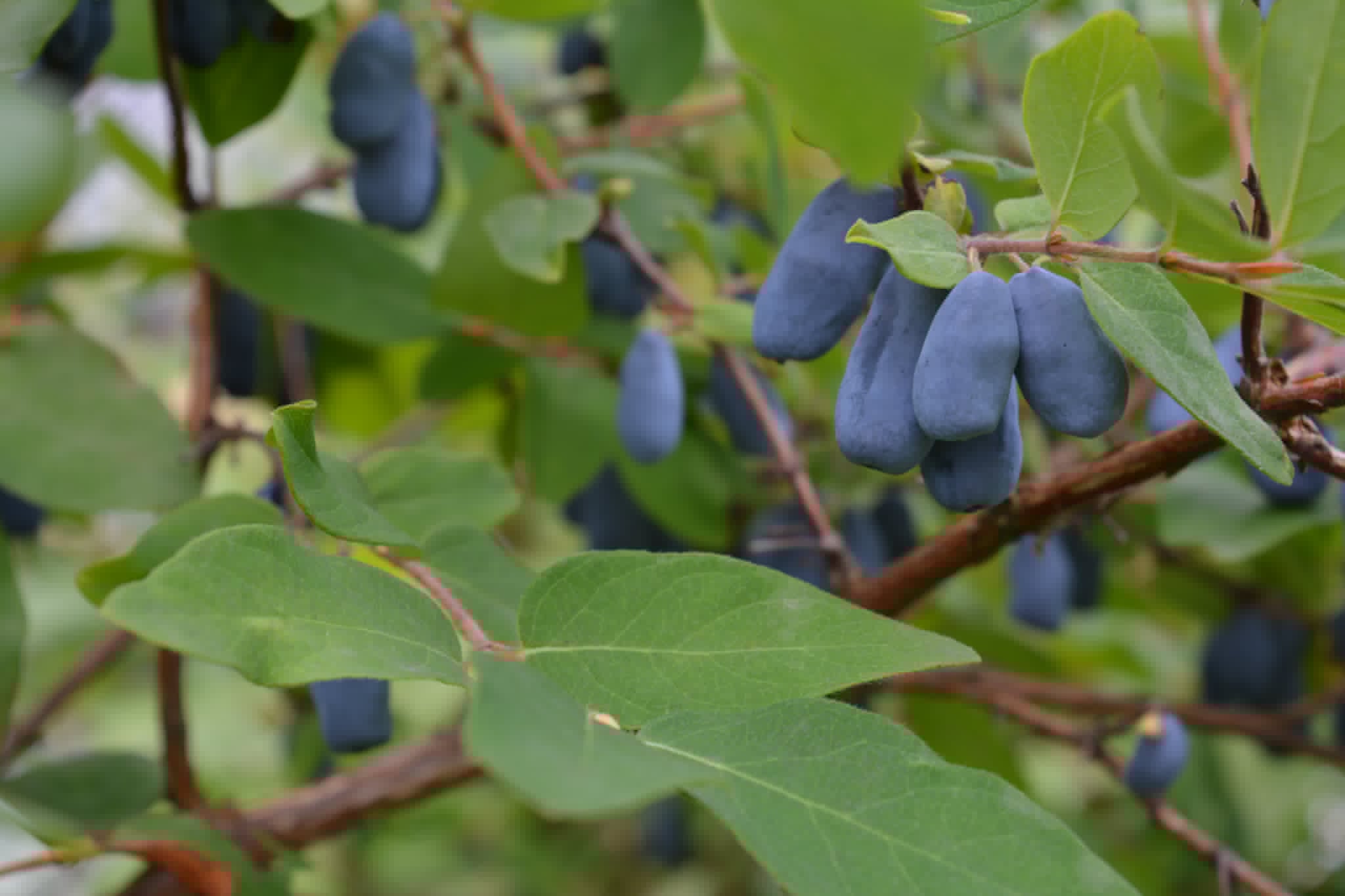 Camerises prêtes à être cueillies
