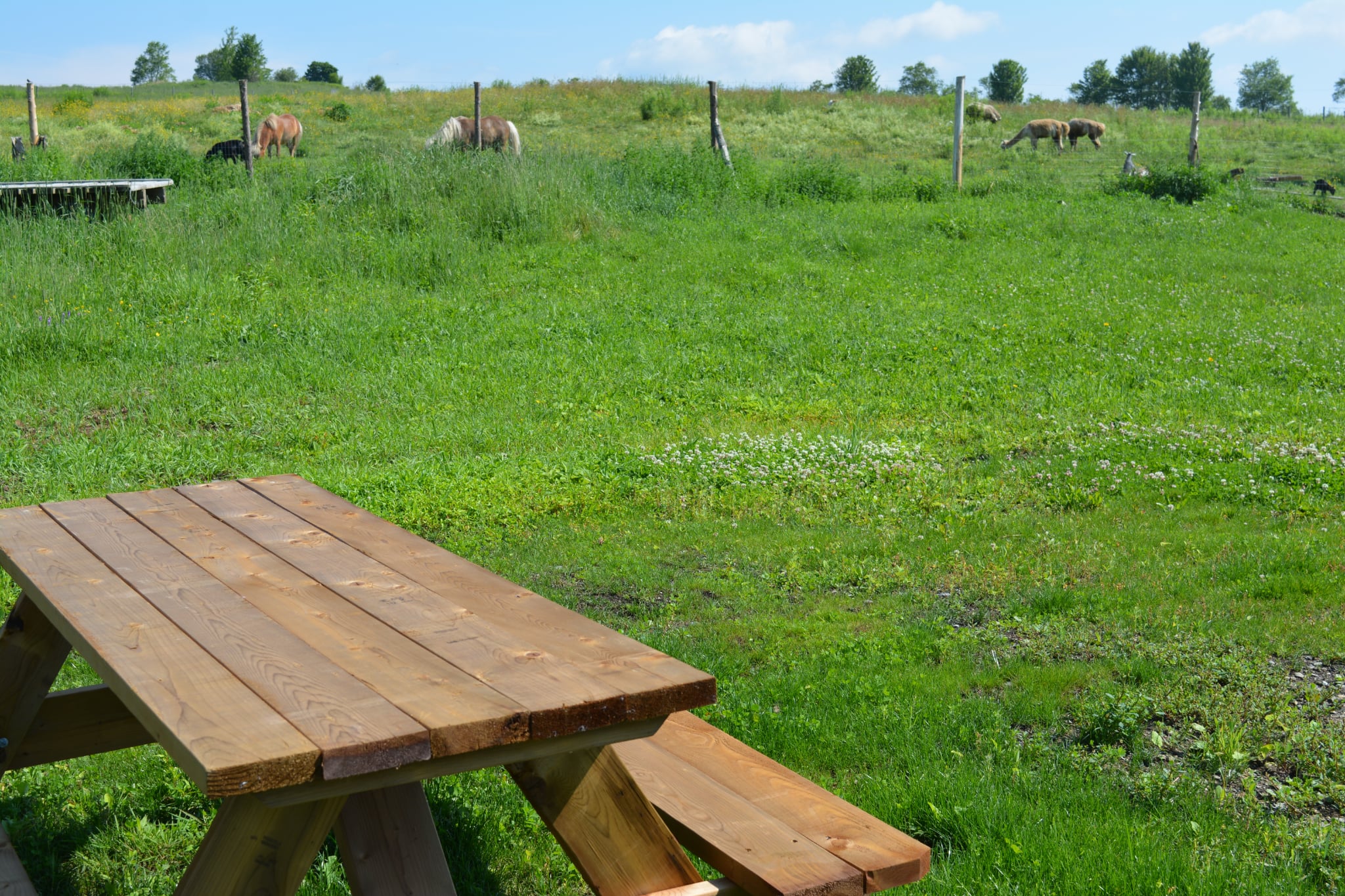 Aire de pique-nique avec tables et espaces herbeux