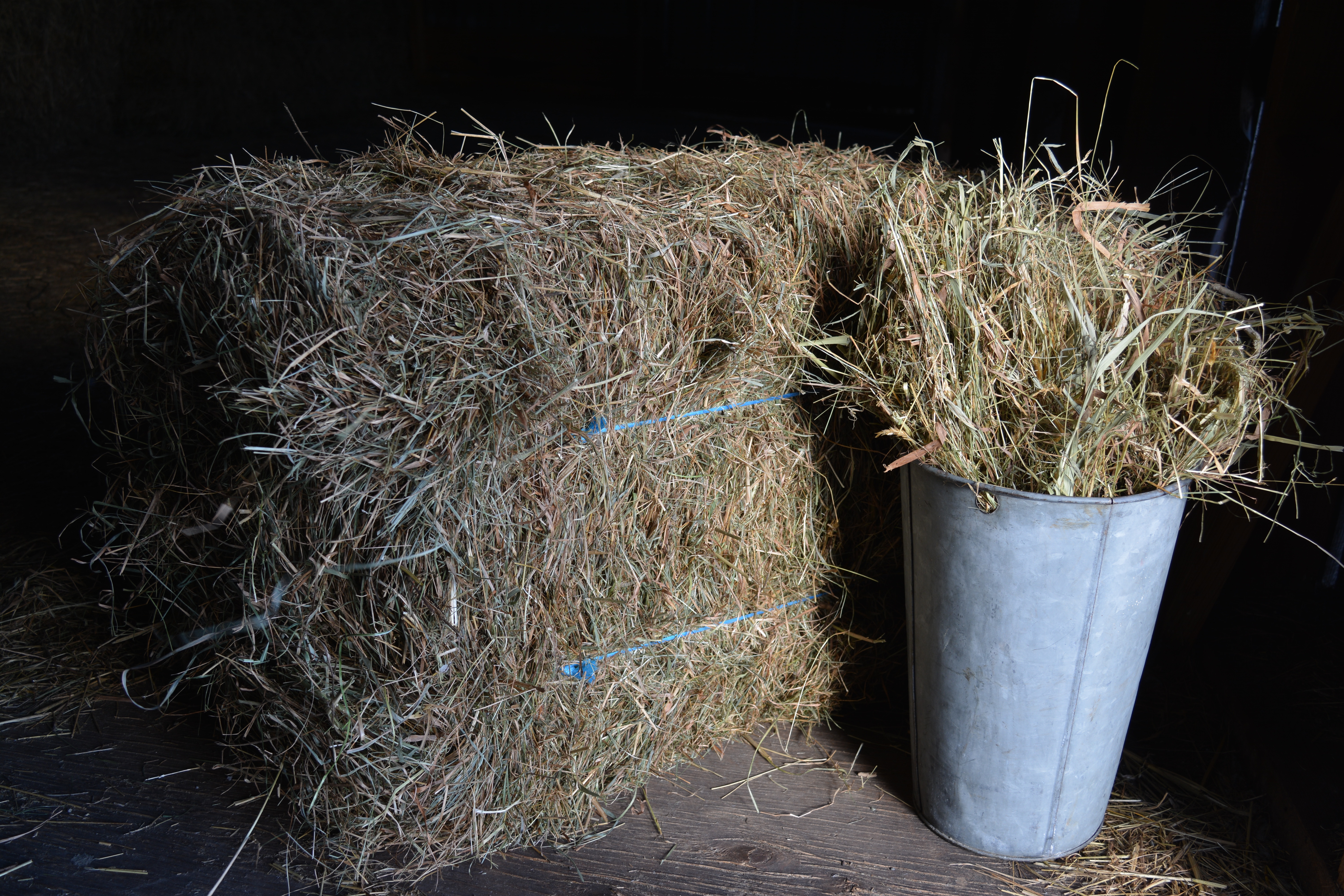 hay
