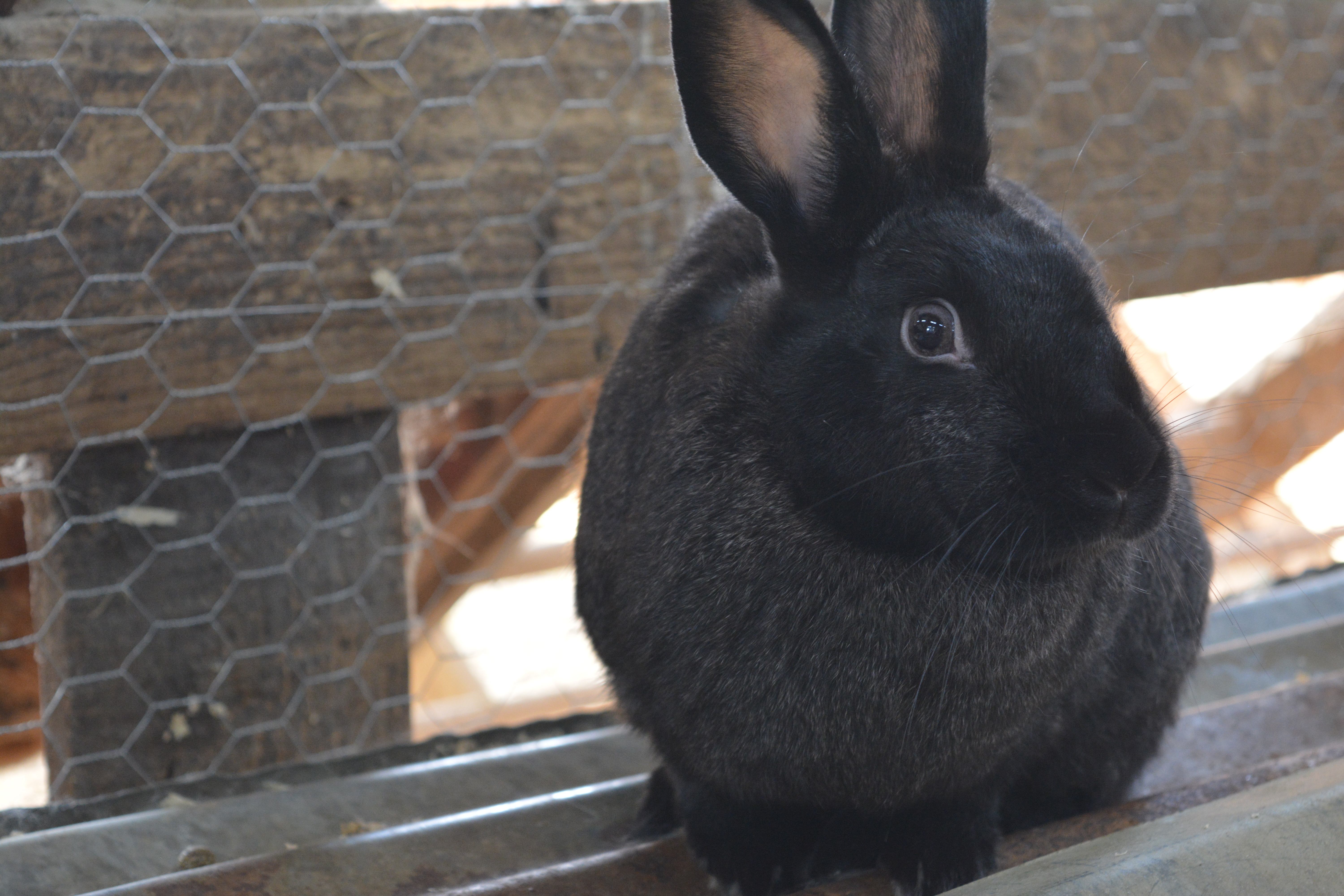 rabbit